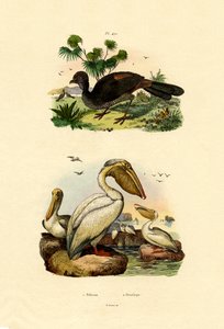 Great White Pelican